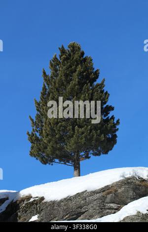 A solitary green pine tree standing on a snow-covered rocky ridge against a vivid, clear blue sky in a winter mountain landscape. Minimal and calm. Stock Photo