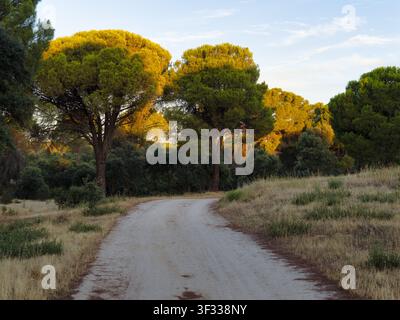 A dirt road curves through tall trees as the sun sets in the background. The scene shows a natural landscape with grassy areas and vibrant foliage. Stock Photo