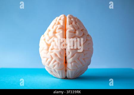 Human brain model on blue background representing neuroscience, psychology, creativity and mental health concept Stock Photo