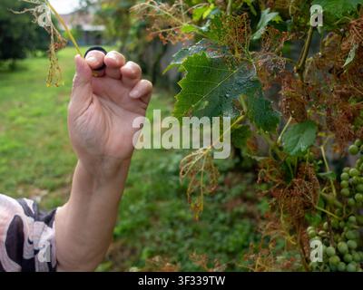 Hand inspecting hail damaged vineyard leaves and young grapes during the 2026 heatwave in Castelleone, Cremona, Lombardy, Po Valley, Italy, showing cl Stock Photo