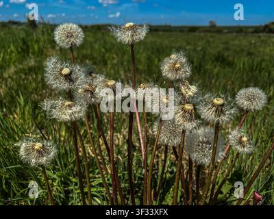 Dandelion seedheads (pappus) (Taraxicum officinale) on sunny day horizontal format against grassy landscape beneath blue sky Stock Photo