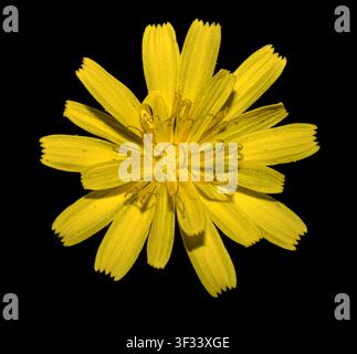 Smooth Hawksbeard flower head (Crepis capillaris) close up macro top down view of single yellow dandelion-like wildflower isolated on black Stock Photo