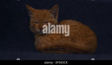The yellow kitten was left unattended Stock Photo