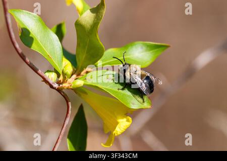 A close-up photograph of a bee resting on the leaves of a flowering plant with bright yellow blossoms. The image highlights the important role of poll Stock Photo