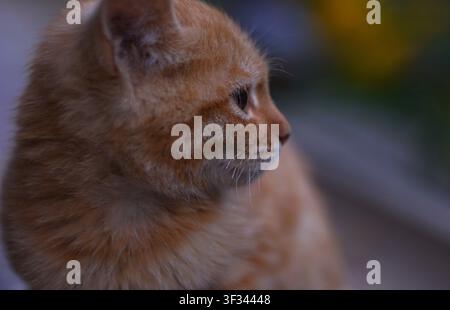 The yellow kitten was left unattended Stock Photo