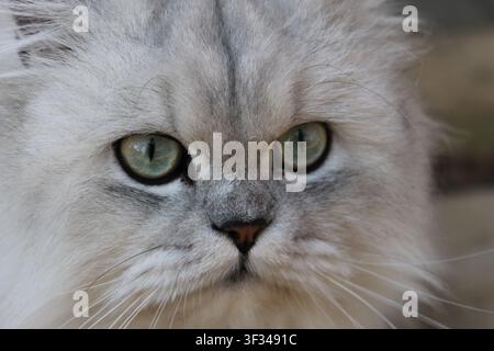 Close-up portrait of a silver shaded Persian cat with striking green eyes looking directly at the camera in natural light. Stock Photo
