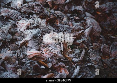 Close-up image of fallen brown leaves covered with frost, highlighting the texture and natural details of decaying foliage during the onset of winter Stock Photo