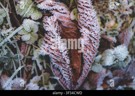 A close-up view of dry leaves and green plants covered with delicate frost crystals, showcasing the intricate natural patterns formed by freezing cold Stock Photo