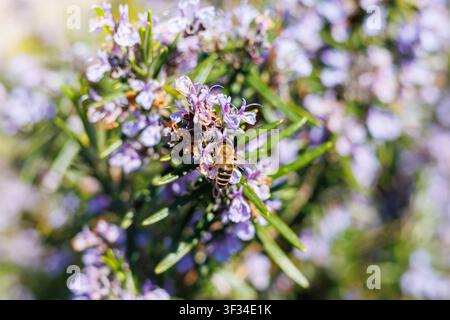 Macro view of blooming rosemary plant with bee pollinating purple flowers in bright natural sunlight Stock Photo