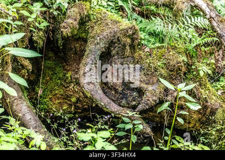 A close-up view of a gnarled and ancient tree root system, heavily covered in moss and surrounded by lush green foliage. The roots twist and curve dra Stock Photo