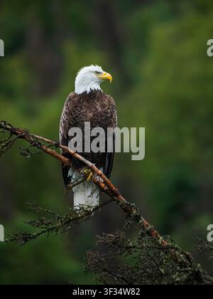 bald eagle sitting in tree Stock Photo