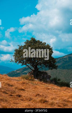 Solitary tree stands on a dry grass hill under a cloudy blue sky Stock Photo