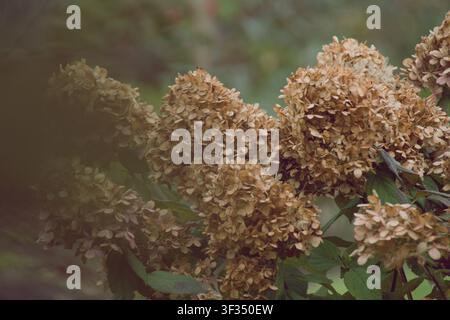 Dried brown hydrangea flowers hanging on a bush in late autumn, creating a moody, nostalgic, and rustic botanical decor background. Stock Photo