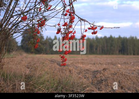 Branches of vibrant red rowan berries hanging over a freshly plowed autumn field under a quiet sky, evoking rural nostalgia and the turn of seasons. Stock Photo