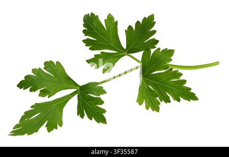 Fresh parsley sprig isolated on white background Stock Photo