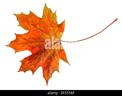 Autumn leaf isolated on white background Stock Photo