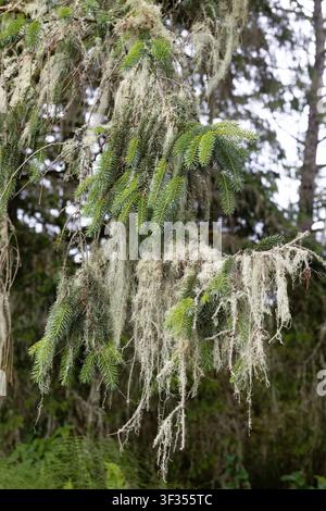 Thick old man's beard lichen growing in a tree in a forest in Oregon. Stock Photo