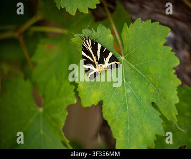 Jersey tiger moth (Euplagia quadripunctaria) resting on a green vine leaf in a garden Stock Photo