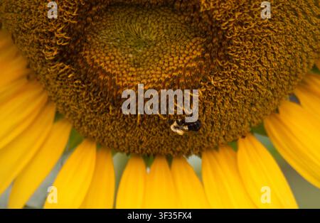 Close-up of a bumblebee, Bombus sp., foraging on the center of a yellow sunflower at sunrise, with visible pollen, petals, and flower head detail. Stock Photo
