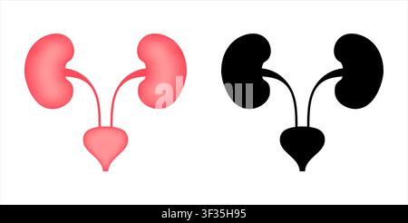 Human urinary system kidneys bladder ureters diagram Stock Vector