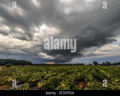 Storm clouds over a cornfield in the rural countryside of York, South Carolina Stock Photo