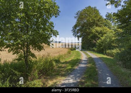 Dirt road with hedges and trees next to cornfield Stock Photo