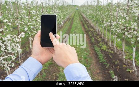 Unrecognizable Person Using Smartphone In Blossom Orchard, Engaging With Nature Stock Photo