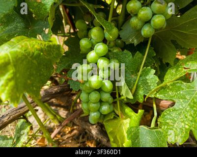 Young green grape cluster developing on a grapevine close-up, small bunch of Vitis vinifera in summer. Stock Photo
