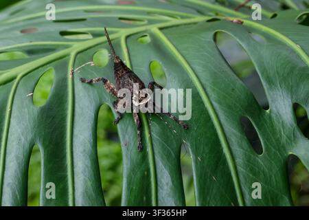A brown bush cricket resting on perforated green monstera leaf, close up naturalistic macro showing texture and camouflage, outdoor garden setting wit Stock Photo