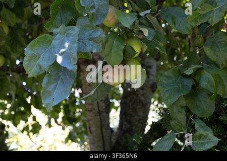 Malus domestica hubbardston nonesuch apples growing in a tree. Stock Photo