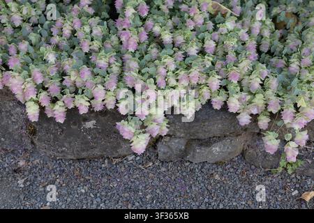 Origanum 'Kent Beauty' ornamental hybrid oregano growing on the border of a garden. Stock Photo