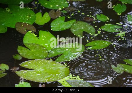 A green water lily leaf floating on rain dotted pond creating calm ripples and reflective surface Stock Photo