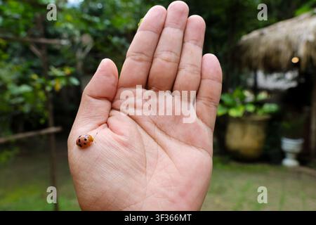 A ladybug on open palm with soft garden background conveying gentle connection with nature and calm curiosity Stock Photo