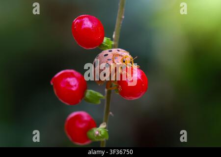 An orange ladybug on red berries with shallow green background, vibrant close up showing texture and delicate legs Stock Photo