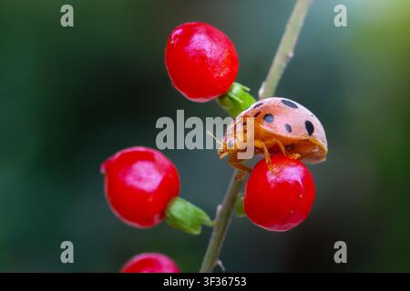 An orange ladybug with black spots crawls on red berry cluster in close up macro composition, vivid color contrast and shallow depth of field creating Stock Photo