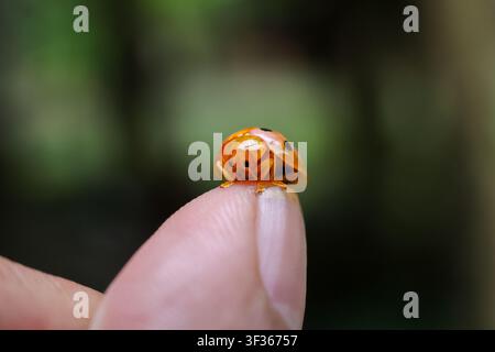 An orange ladybug with black spot perched on fingertip, macro closeup showing delicate legs and glossy shell, soft green blurred background conveys ca Stock Photo