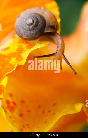 A small brown snail crawling on vibrant orange spotted flower petal, close up macro showing spiral shell, delicate antennae and textured surface in so Stock Photo