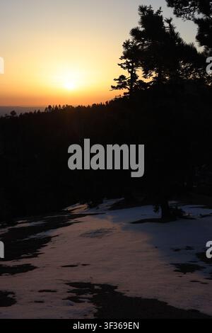 Golden Sunset Glow Over Snow-Covered Ridge and Silhouetted Pines Stock Photo