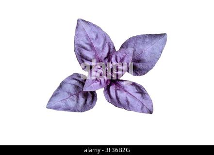 Purple Basil leaves isolated on white.  Basil Purple spice herbs. Stock Photo