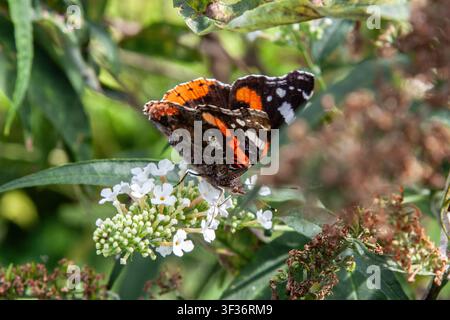A Red Admiral butterfly with orange, black, and white patterned wings resting on small white summer flowers. Green leaves and brown dried seed heads p Stock Photo