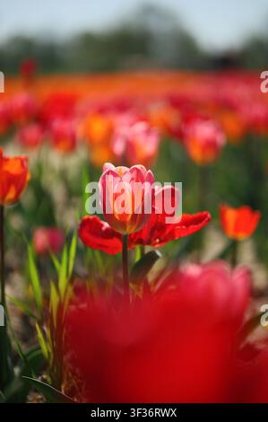 Soft, blurred summer floral backdrop featuring vibrant red tulips with white edges. The image works as a cracked, broken focus background ideal for se Stock Photo