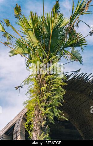 Fan palm tree against blue sky above bamboo roof, Ninh Binh resort, Vietnam Stock Photo