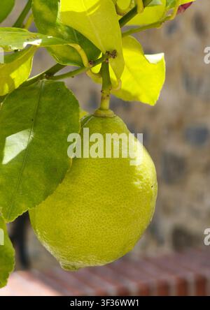 Close-up of a fresh green lemon fruit hanging on a tree branch. Stock Photo
