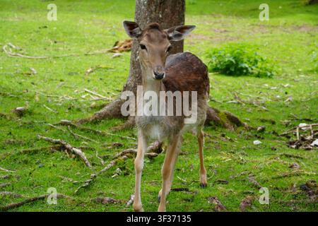 Young fallow deer standing in front of a tree in a green woodland meadow and looking at the camera Stock Photo