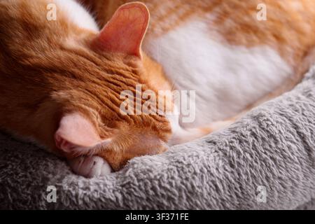 Sleeping ginger cat covering face with paw in soft plush bed close up Stock Photo