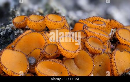 Flat orange disc-like cups of Charcoal Eyelash (Anthracobia melaloma) fungus growing on ash and charred remains of a forest after a fire in Australia Stock Photo