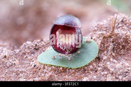 A dark purple egg-like Slaty helmet orchid (Corybas incurvus) flower in close up macro on a sandy forest floor in dry forest at Anglesea, Australia Stock Photo
