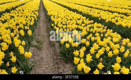 Spring landscape featuring vibrant yellow tulip fields stretching toward the horizon under soft daylight Stock Photo