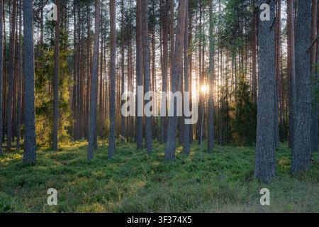 Sunlight streaming through tranquil pine forest at golden hour Stock Photo