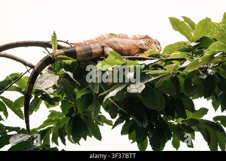 Iguana perched high on a tree branch, camouflaged by green foliage and tropical nature Stock Photo